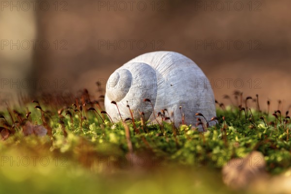 Close-up of the empty shell of a grape snail (Helix pomatia) on the moss-covered ground of a