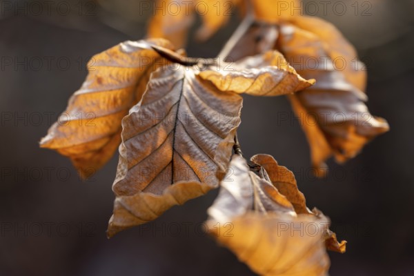 Close-up of the branch of a beech (Fagus sylvatica) with autumnal yellow-orange leaves shining in