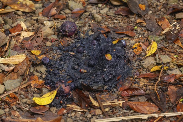 Cassowary droppings (Scat), seed-filled, on forest ground, Daintree National Park, Queensland,