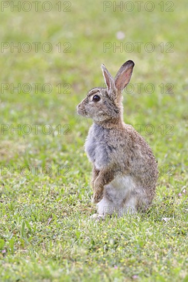 Wild rabbit (Oryctolagus cuniculus), sitting in a meadow, making mate, erect, fully grown, alert,