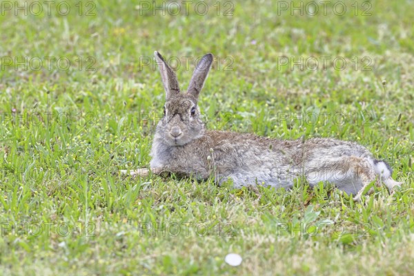 Wild rabbit (Oryctolagus cuniculus), lying in a meadow, fully grown, alert, wildlife, animals,