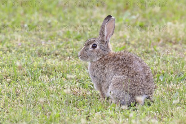 Wild rabbit (Oryctolagus cuniculus), sitting in a meadow, adult, alert, wildlife, animals, rodent,