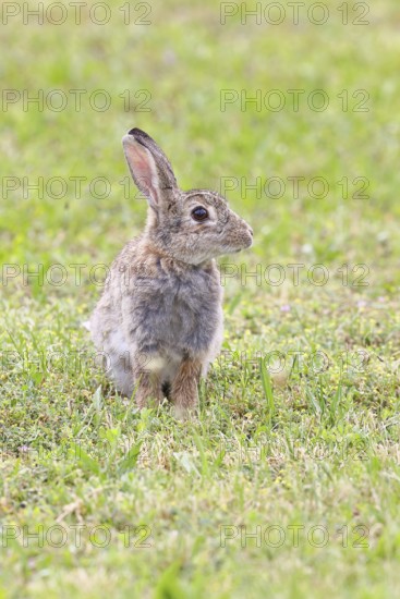 Wild rabbit (Oryctolagus cuniculus), sitting in a meadow, adult, alert, wildlife, animals, rodent,