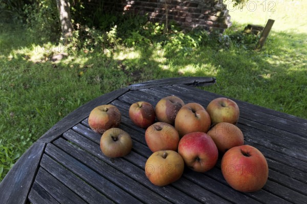 Apples from a traditional orchard are lying on an old wooden table in the garden, Rheinaue
