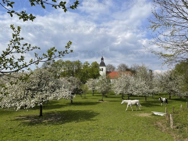 Orchard with blossoming apple trees and village church, Rheinaue Friemersheim, Duisburg, North