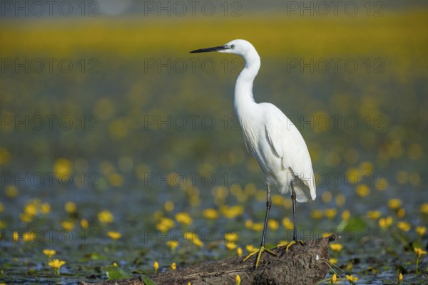 Little Egret (Egretta garzetta) Hungary