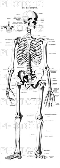 Medical illustration, bone framework, human skeleton, school picture, authentic reproduction of a