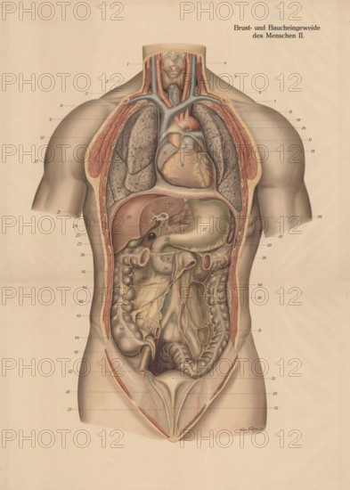Medical illustration, intestines, internal organs in human chest and abdomen, school picture,