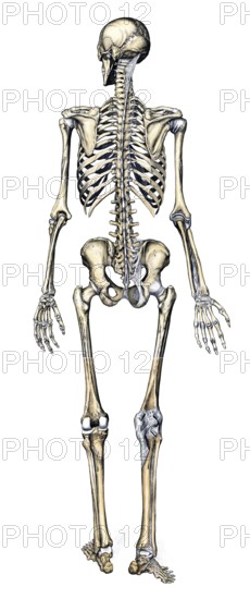 Medical illustration, human skeleton from behind, school picture, authentic reproduction of a