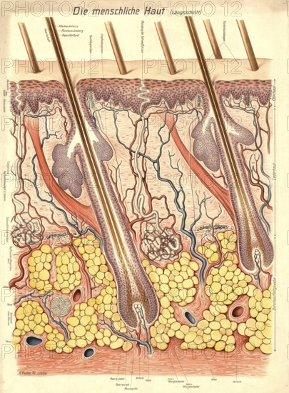 Medical illustration, structure of human skin, school picture, authentic reproduction of a school