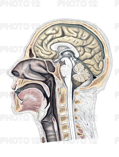 Medical illustration, cut through a human head and neck, school picture, authentic reproduction of