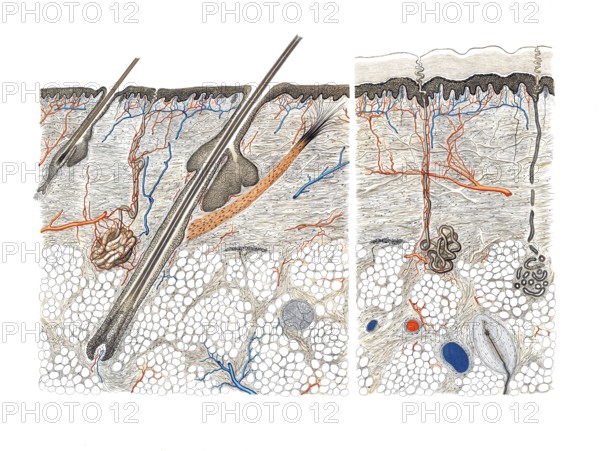 Medical illustration, cut through human skin and hair root, school picture, authentic reproduction