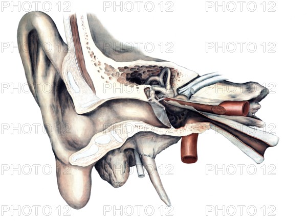 Medical illustration, The human hearing organ, ear, school picture, authentic reproduction of a