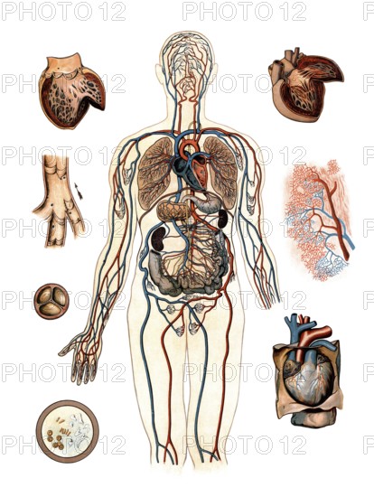 Medical illustration, human blood circulation with organs, school picture, authentic reproduction