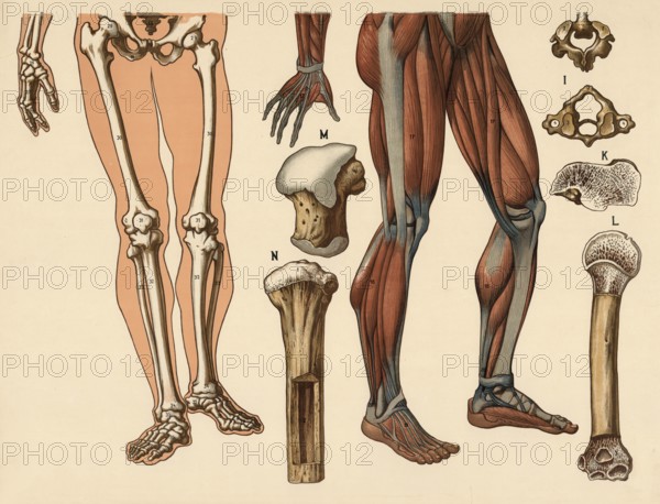 Medical illustration, human body, skeleton, bone structure and muscles, school picture, authentic