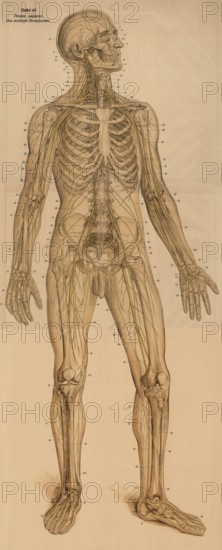 Medical illustration, The peripheral nervous system, school picture, authentic reproduction of a