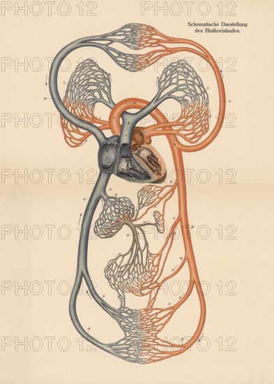 Medical illustration, diagram of human blood circulation, school picture, authentic reproduction of