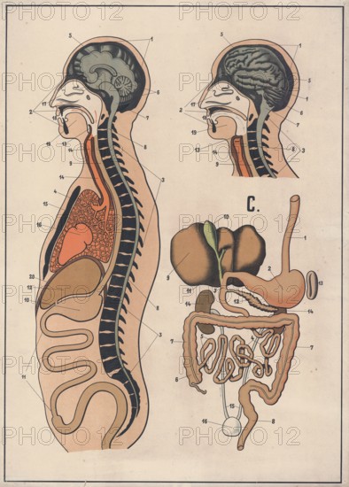 Medical illustration, The human digestive system, school picture, authentic reproduction of a