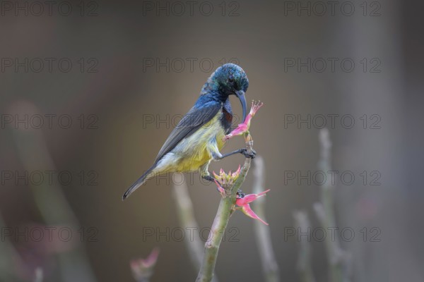 Sunbird, Souimanga Sunbird (Cinnyris souimanga), male, in the dry forest in western Madagascar