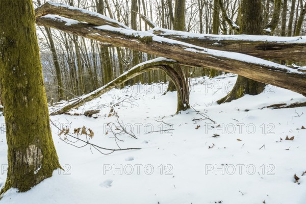 Winter forest scene featuring a path of footprints in the fresh snow, surrounded by trees with