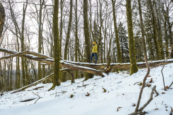 Explorer wearing a yellow jacket and jeans balancing carefully on a large fallen tree trunk in a