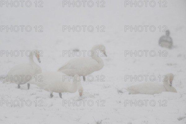 Whooper swans (Cygnus cygnus) and grey geese (Anser anser) in the snow, Emsland, Lower Saxony,