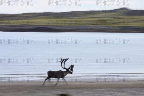 Kiberg, Troms, Norway, Blurred reindeer (Rangifer tarandus) in dynamic movement on the beach of the