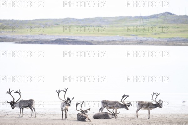 Six reindeer (Rangifer tarandus) resting and grazing on a brightly lit beach in natural