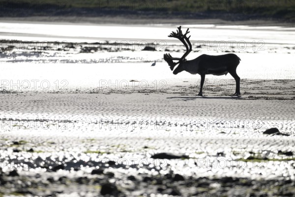 Kiberg, Troms, Norway, Silhouette of a single reindeer (Rangifer tarandus) standing alone on the
