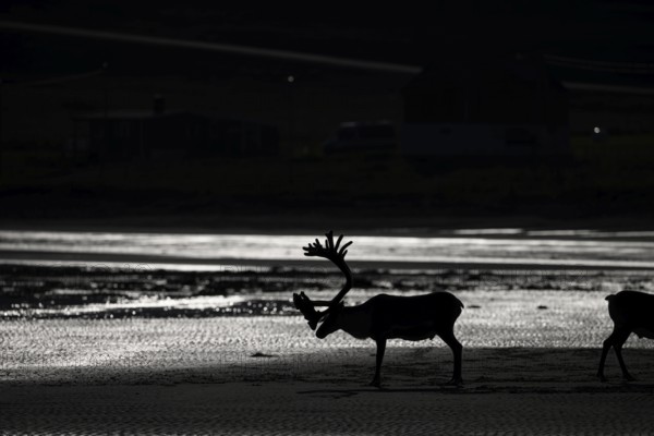 Kiberg, Troms, Norway, silhouette of a single reindeer (Rangifer tarandus) in a dark, minimalist