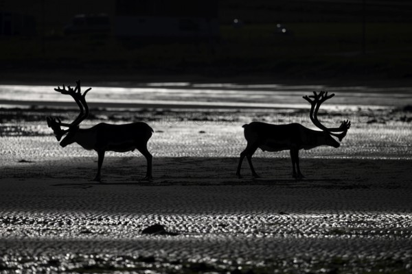 Kiberg, Troms, Norway, Silhouettes of two reindeer (Rangifer tarandus), Kiberg, Troms, Norway