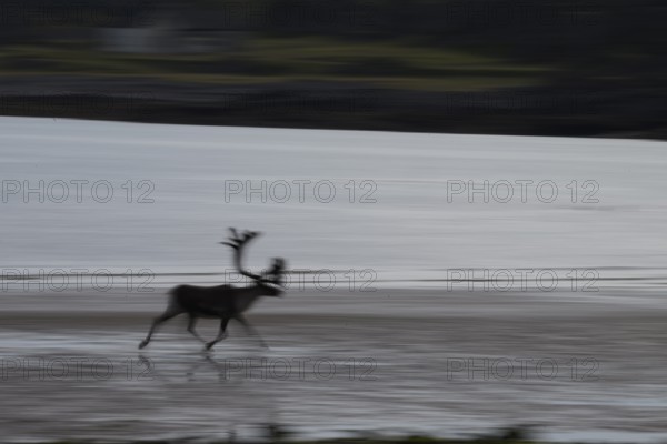 Kiberg, Troms, Norway, Blurred reindeer (Rangifer tarandus) in dynamic movement on the beach of the