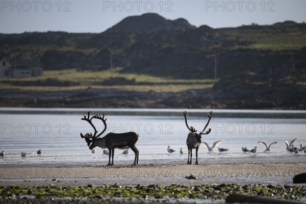 Kiberg, Troms, Norway, Two reindeer s (Rangifer tarandus) standing on the beach surrounded by