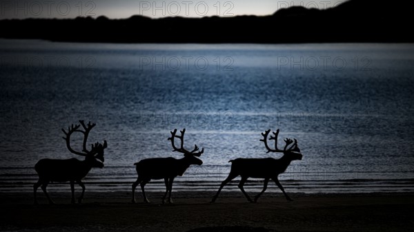 Kiberg, Troms, Norway, Three reindeer silhouettes (Rangifer tarandus) on the water at dusk in a
