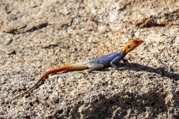 Male settler agama (Agama agama), Namibia