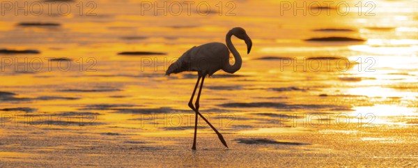 Pink flamingo (Phoenicopterus roseus) against the light, sunset, lagoon at Walfish Bay, Erongo,