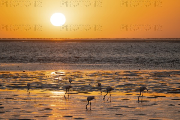 Pink flamingos (Phoenicopterus roseus) against the light, sunset, lagoon at Walfish Bay, Erongo,
