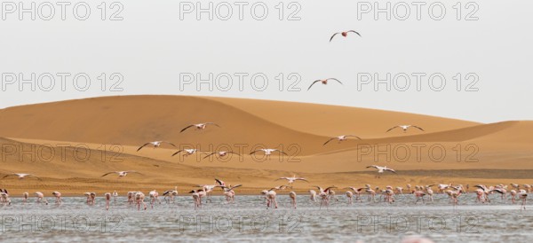 Lesser Flamingos (Phoeniconaias minor) in flight in front of the Namib Desert with lagoon, Walfish