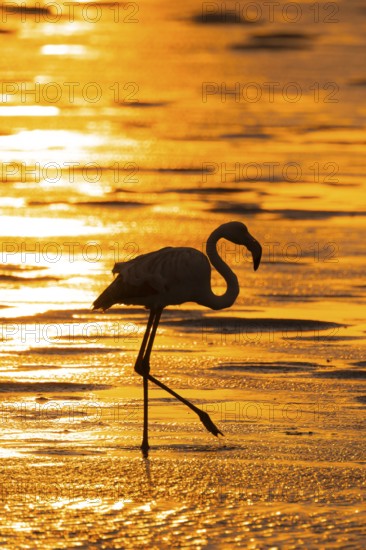 Pink flamingo (Phoenicopterus roseus) against the light, sunset, lagoon at Walfish Bay, Erongo,