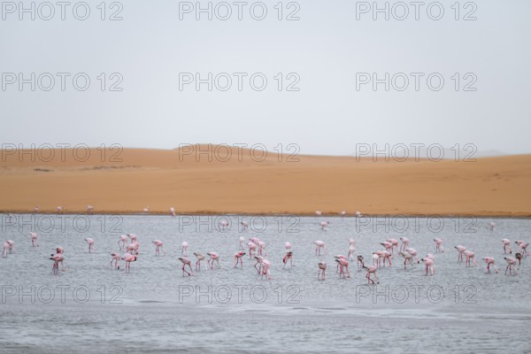 Lesser Flamingos (Phoeniconaias minor) in a lagoon off the Namib Desert, Walfish Bay, Erongo,