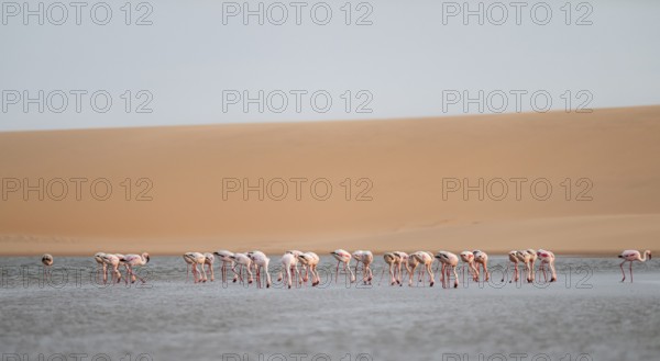Lesser Flamingos (Phoeniconaias minor) in front of the Namib Desert with lagoon, Walfish Bay,