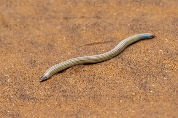 FitzSimon's burrowing skink or short blind dart skink, (Typlacontias brevipes), Namib Desert,