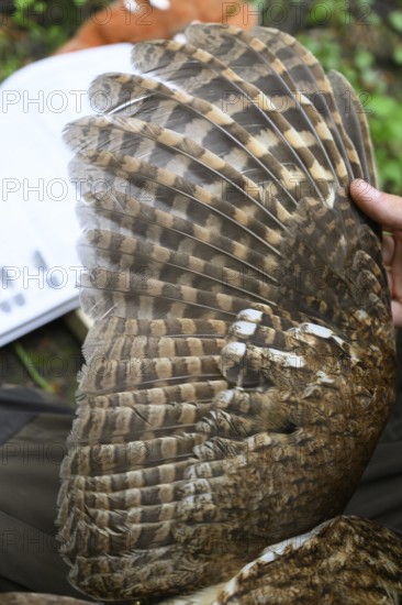 Münsterland, North Rhine-Westphalia, Germany, wings of a tawny owl (Strix aluco) during age