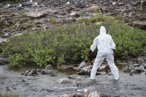 Person in a protective suit, protective mask and goggles collects a dead kittiwake (Rissa