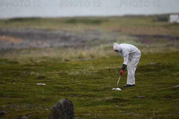 Person in a protective suit, protective mask and goggles picks up a dead kittiwake (Rissa
