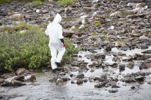 Person in a protective suit, protective mask and goggles looking for dead kittiwakes (Rissa
