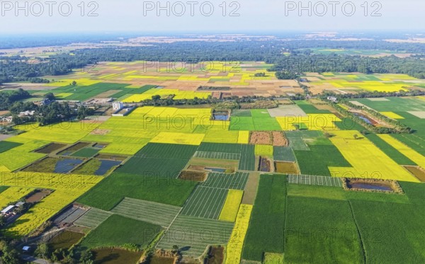 An aerial view captures an expansive patchwork of mustard fields spread across rural India during