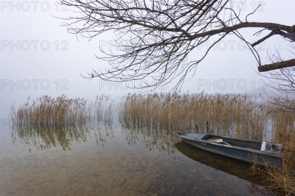 Foggy autumn atmosphere at the lake with fishing boat in reeds, Irrsee, Salzkammergut, Upper