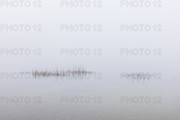 Calm autumnal fog on the lake with reeds in the foreground, Mondsee, Salzkammergut, Upper Austria,