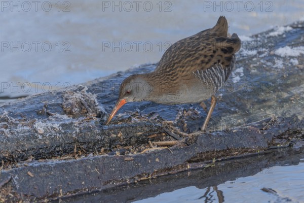 Water Rail (Rallus aquaticus) runs along a branch at the edge of the water in the moor. The sun is